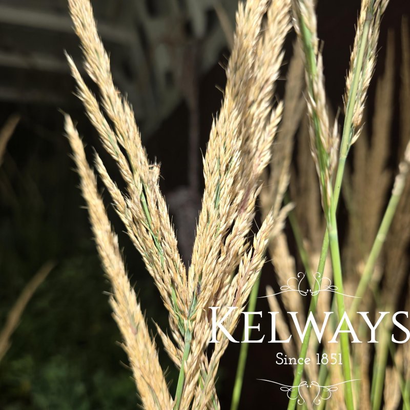 Calamagrostis x acutiflora 'Waldenbuch'