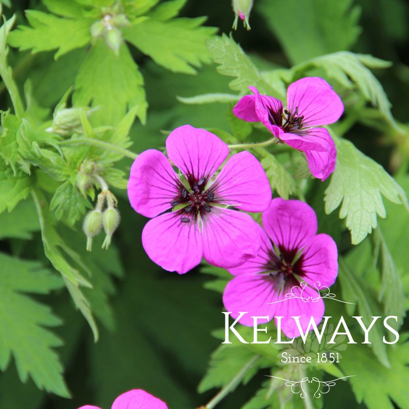 Geranium psilostemon (2 litre pot)