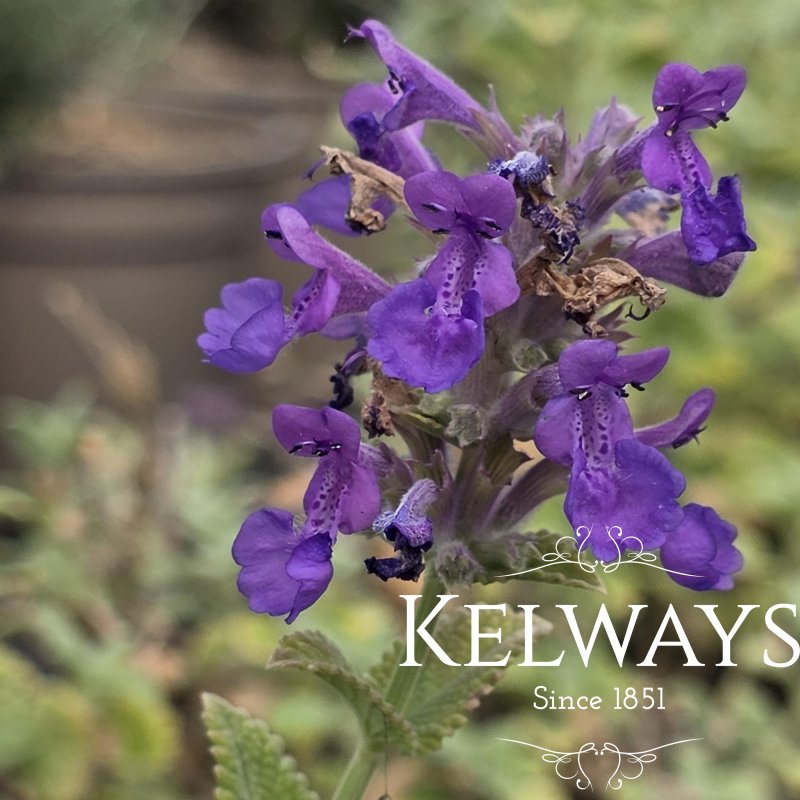 Nepeta 'Hill Grounds'