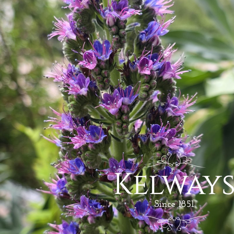 Echium webbii (3 litre pot)