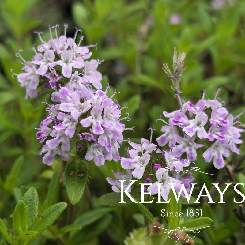 Thymus 'Jekka' (9cm pot)