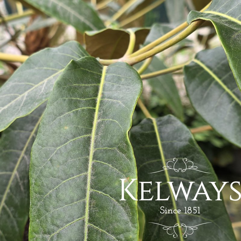 Heptapleurum delavayi (3 litre pot)