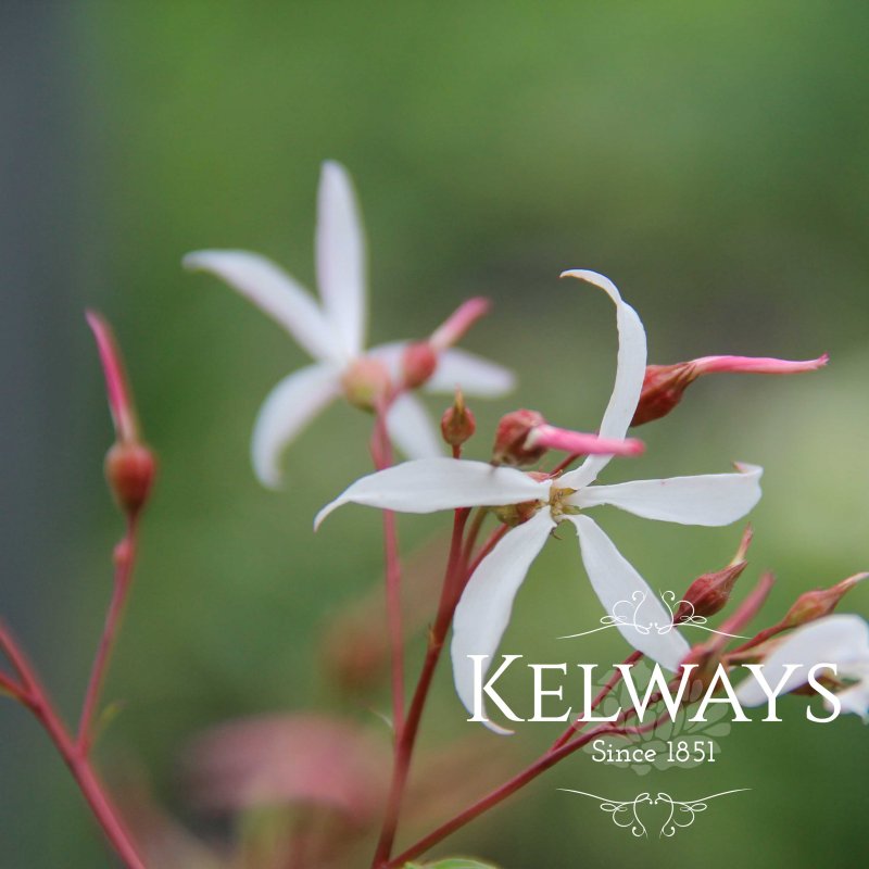 Gillenia trifoliata (4 litre pot)
