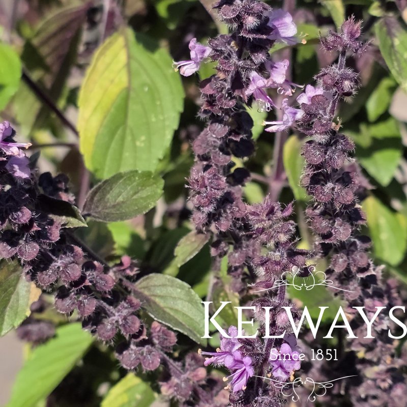 Ocimum basilicum 'Magic Mountain'