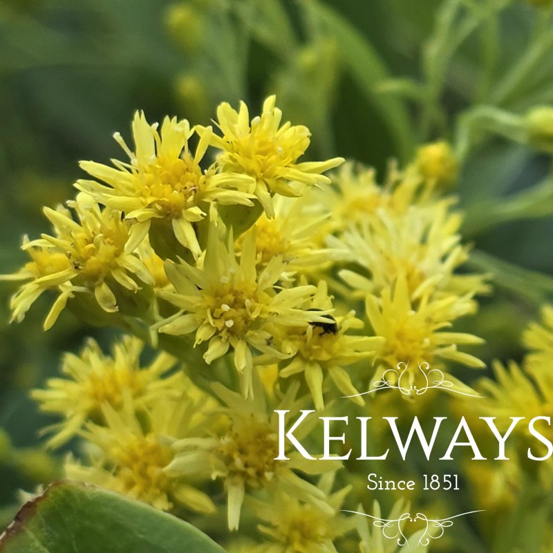 Solidago 'Ledsham'