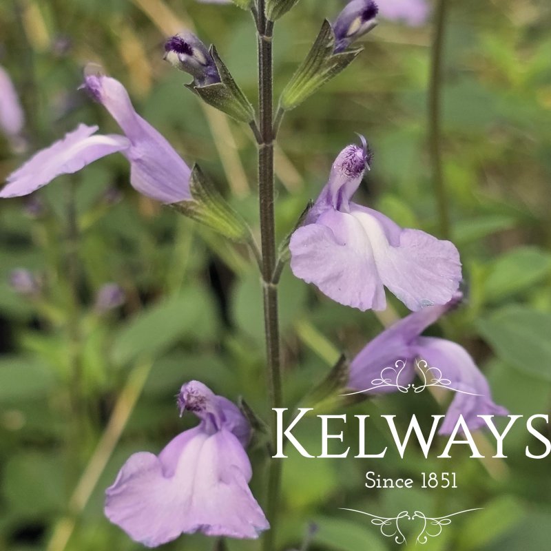 Salvia 'Regal Lilac'