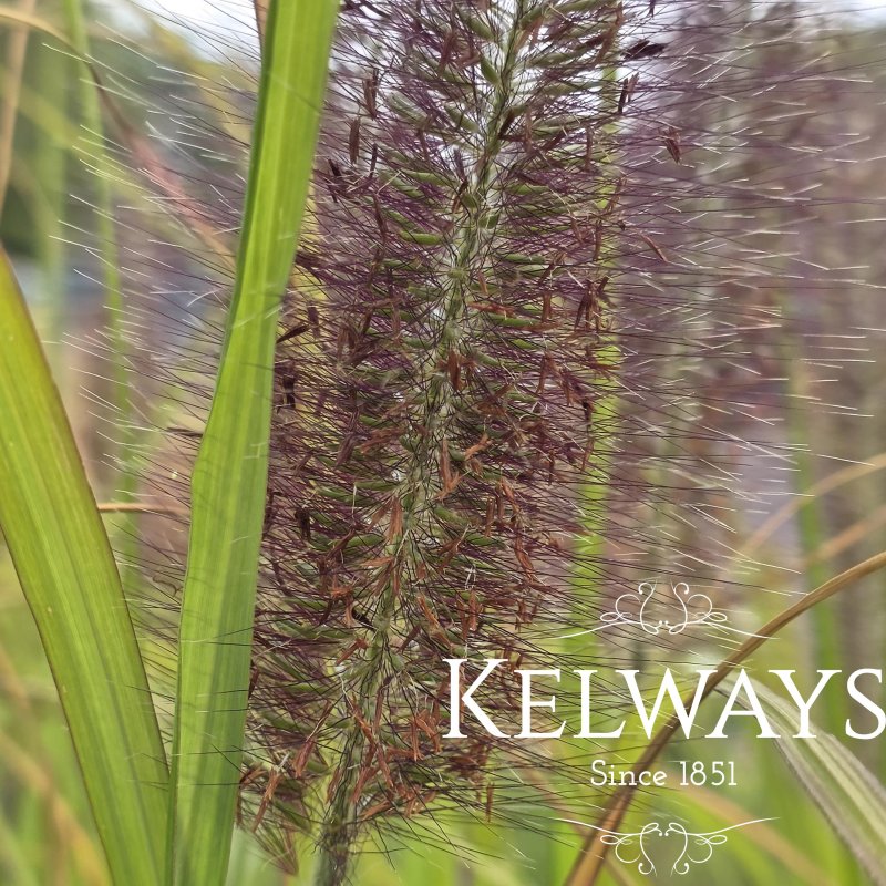 Pennisetum alopecuroides 'Dark Desire'