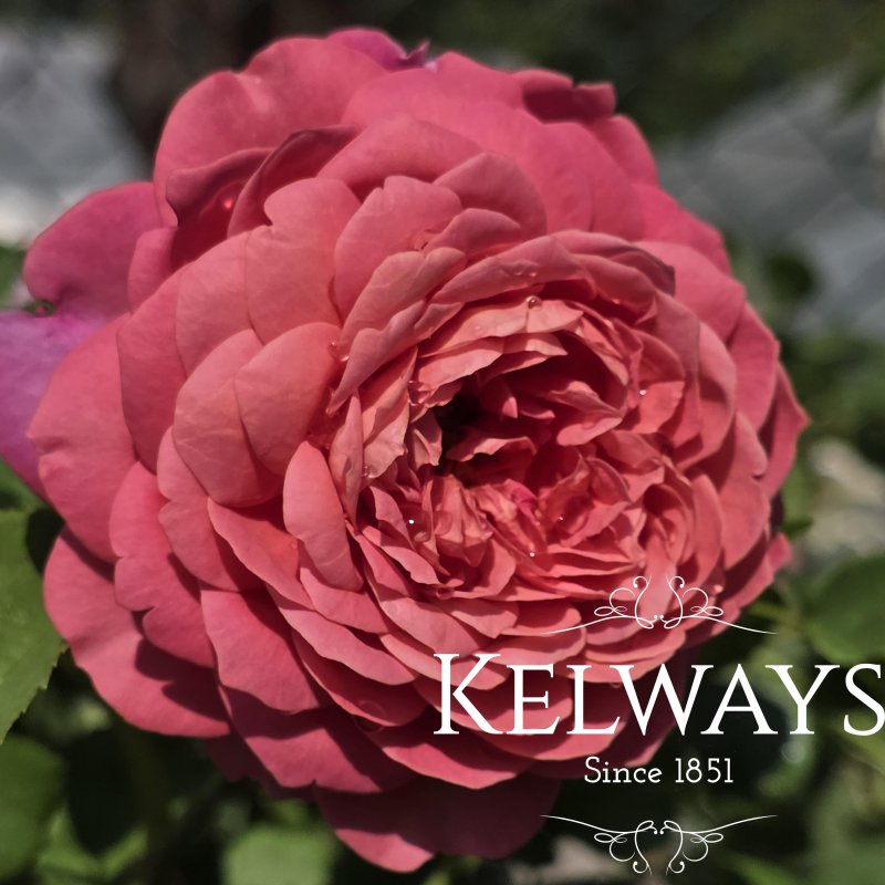 Rosa Emma Bridgewater ('Ausb44016') (S)