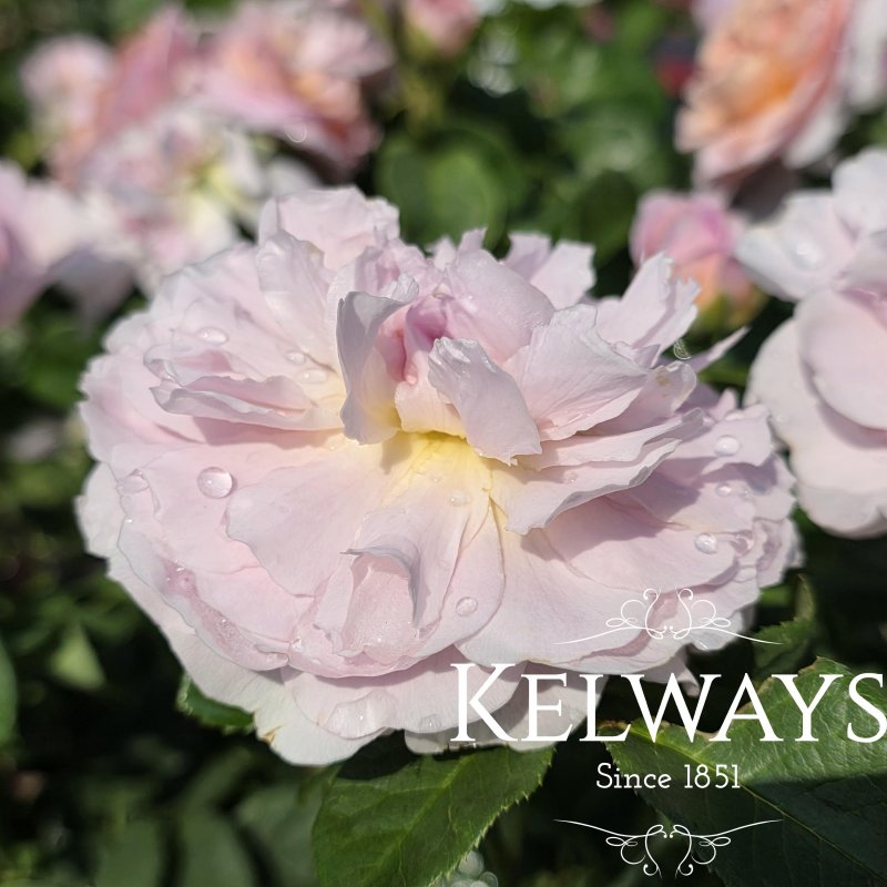 Rosa Eustacia Vye ('Ausegdon' PBR) (S)