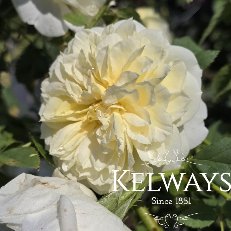 Rosa The Country Parson ('Ausclergy' PBR) (S)