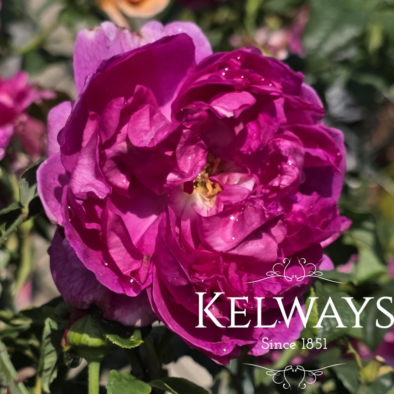 Rosa Young Lycidas ('Ausvibrant' PBR) (S)