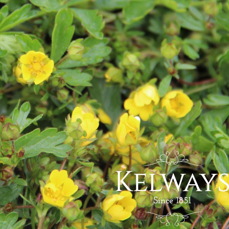 Potentilla neumanniana