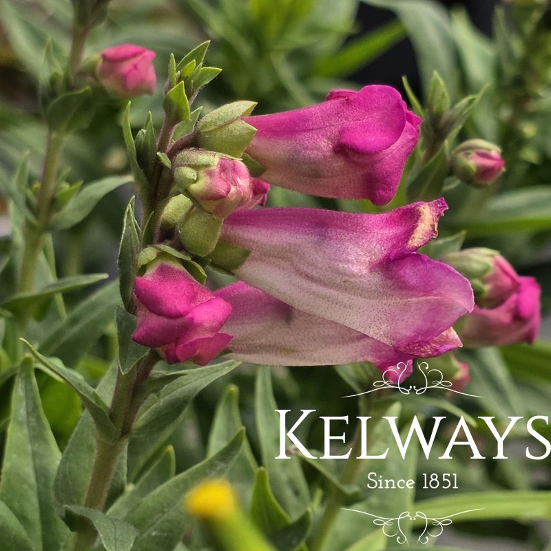 Penstemon Polaris Rose ('Florpenrose') (Polaris Series)