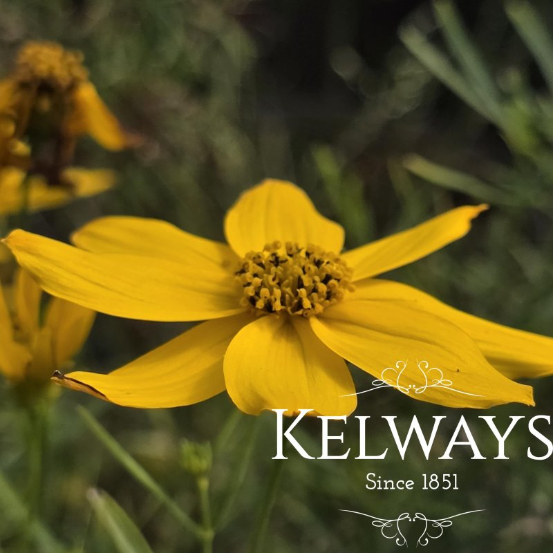 Coreopsis verticillata 'Grandiflora'