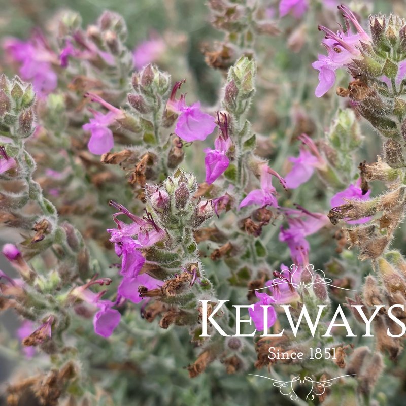 Teucrium marum ex Corsica