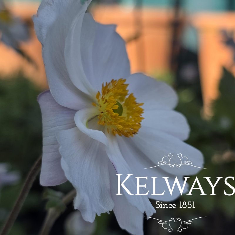Anemone Dreaming Swan ('Macane004')