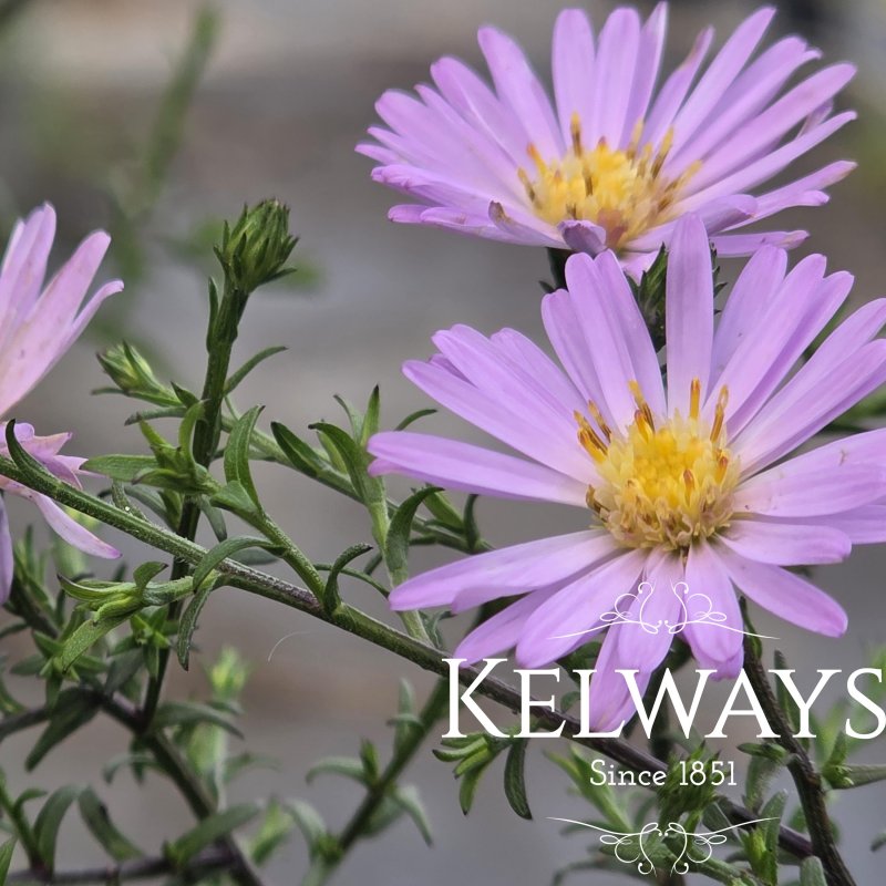 Symphyotrichum 'Prairie Pink'