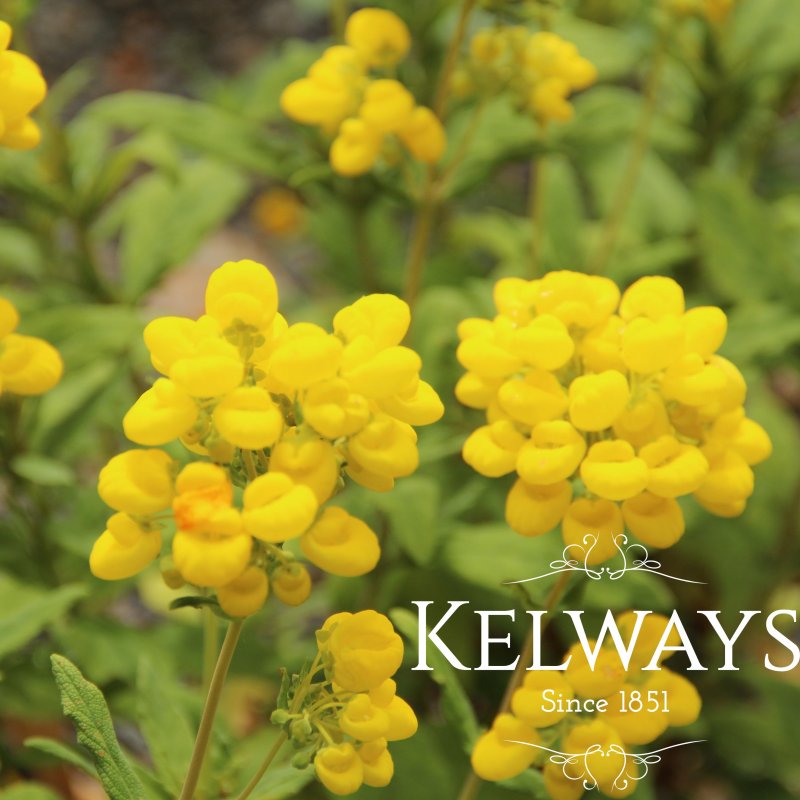 Calceolaria integrifolia