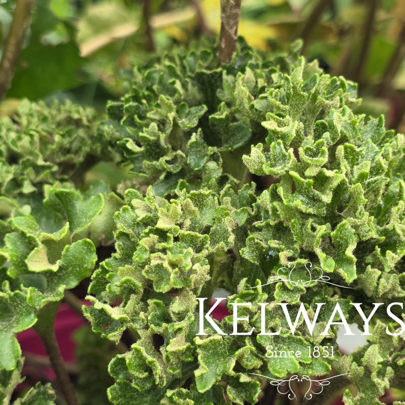 Farfugium japonicum 'Shishi Botan'