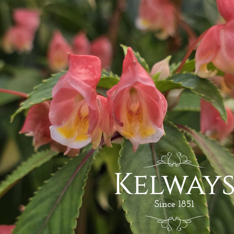 Impatiens auricoma x bicaudata (pink)