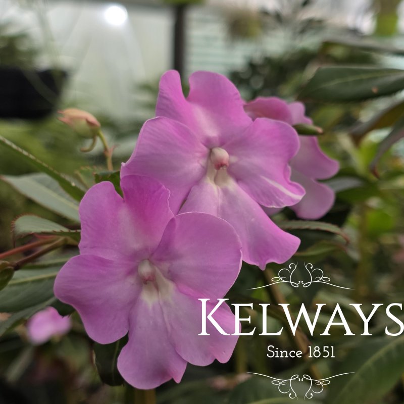 Impatiens sodenii 'Ravishing Rhi'