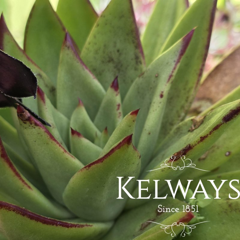 Echeveria agavoides 'Lipstick'