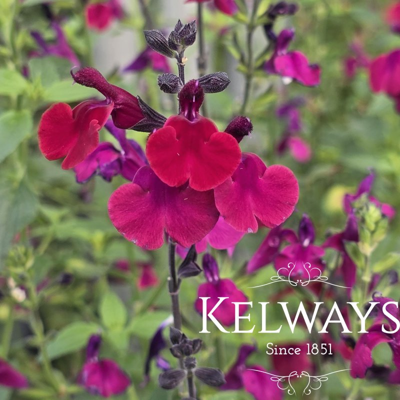 Salvia microphylla 'Maroon'