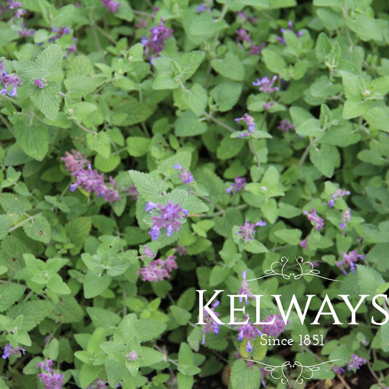 Nepeta racemosa 'Superba'