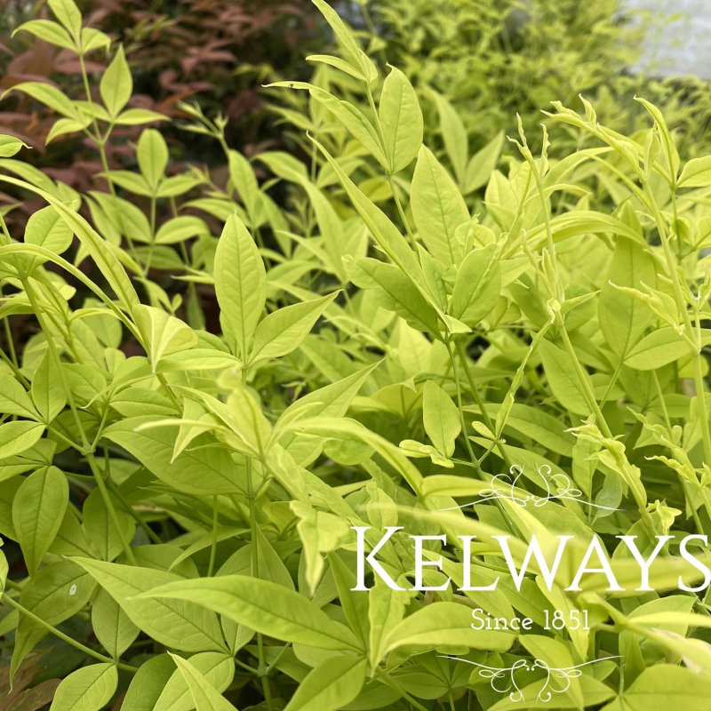 Nandina domestica Magical Lemon and Lime ('Lemlim')