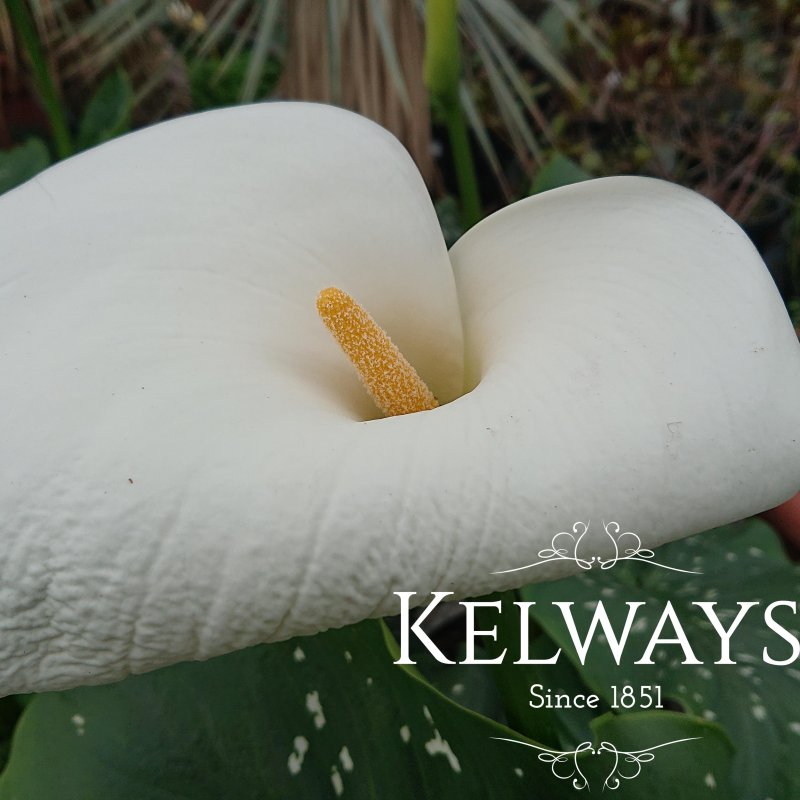 Zantedeschia 'White Giant'