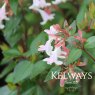 Abelia x grandiflora