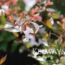 Abelia x grandiflora 'Semperflorens'