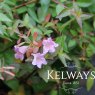 Abelia x grandiflora 'Sherwoodii'