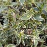 Abelia x grandiflora 'Sparkling Silver'