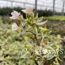 Abelia x grandiflora 'Sparkling Silver'