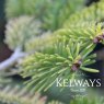 Abies nordmanniana subsp. nordmanniana 'Golden Spreader'
