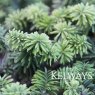Abies balsamea Hudsonia Group