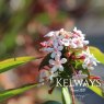 Abelia mosanensis 'Bridal Bouquet'
