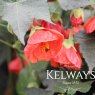 Abutilon 'Marion'