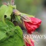 Abutilon 'Nabob'
