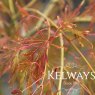 Acer palmatum 'Dissectum'