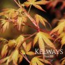 Acer palmatum 'Katsura' (P)