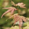 Acer palmatum 'Orange Dream'