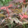 Acer palmatum 'Shaina'