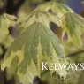 Acer platanoides 'Drummondii'