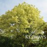 Acer platanoides 'Drummondii'