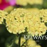 Achillea Desert Eve Light Yellow (Desert Eve Series)
