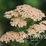 Achillea 'Lachsschonheit' (Galaxy Series)