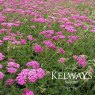 Achillea millefolium 'Lilac Beauty'