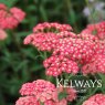 Achillea millefolium 'Rose Madder'